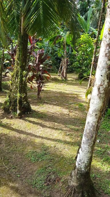 Casa Aconchegante Em Morretes No Meio Da Natureza! 외부 사진